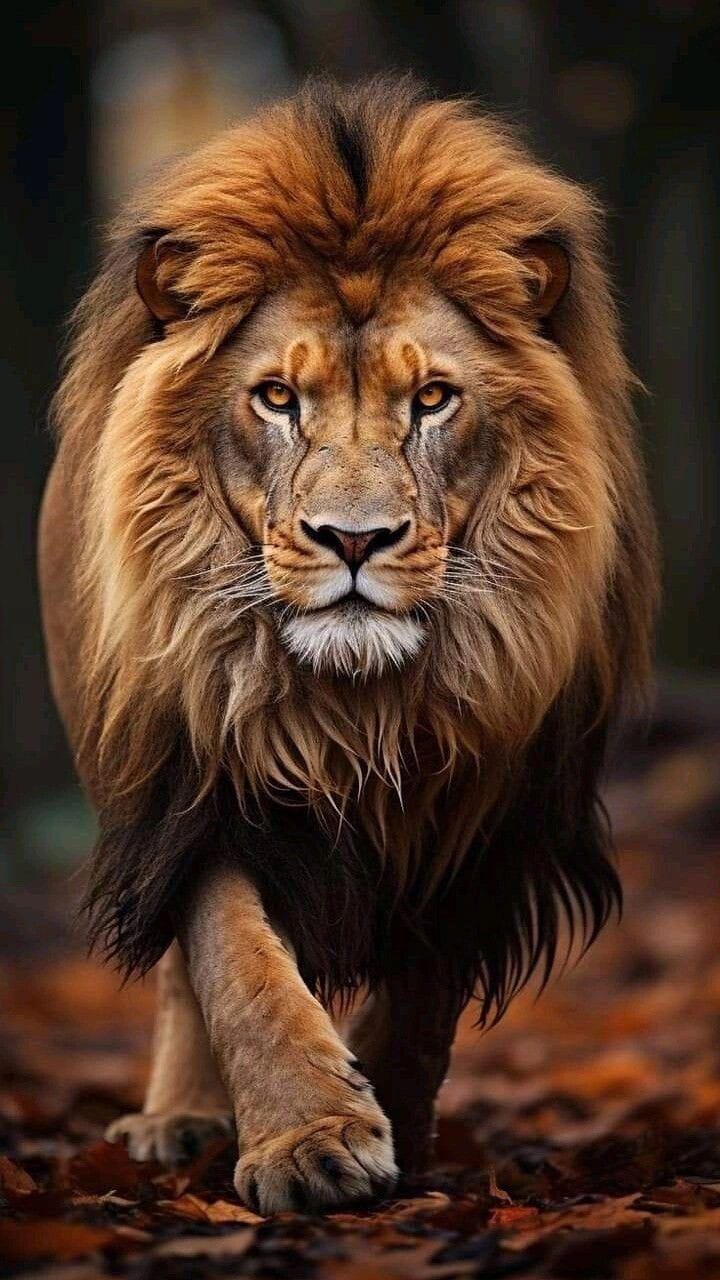 King’s Gaze – Premium Lion Portrait
